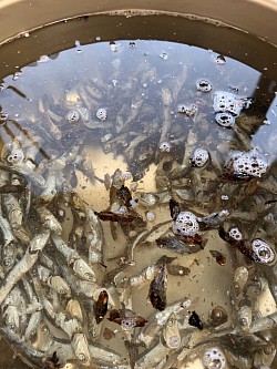 炙った煮干しだし